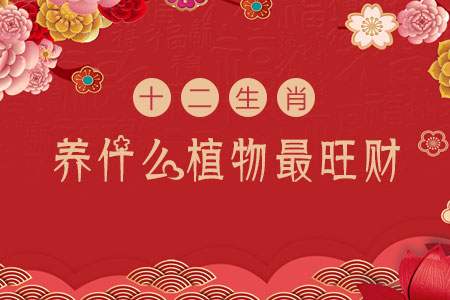 十二生肖适合养什么植物旺财